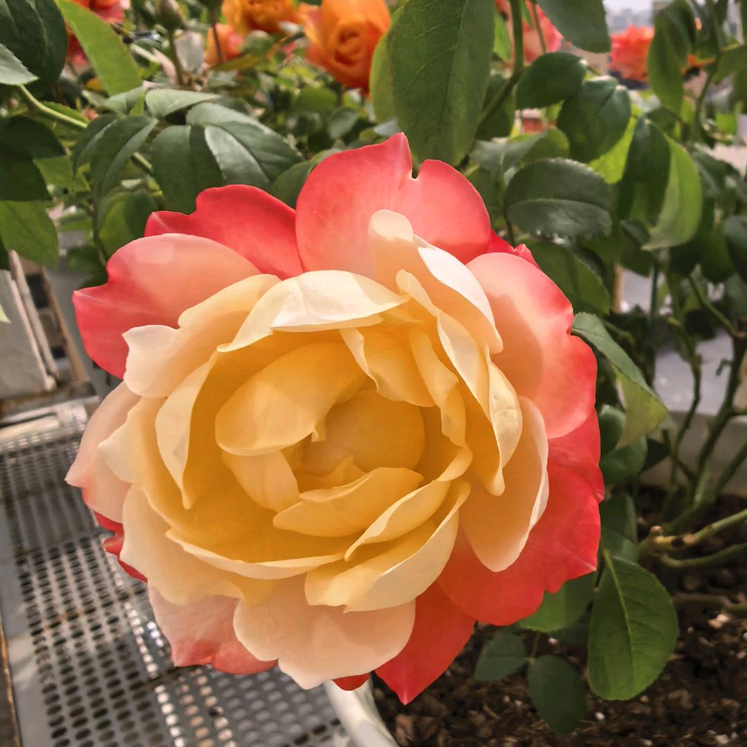 ༺࿈自在随心࿈༻