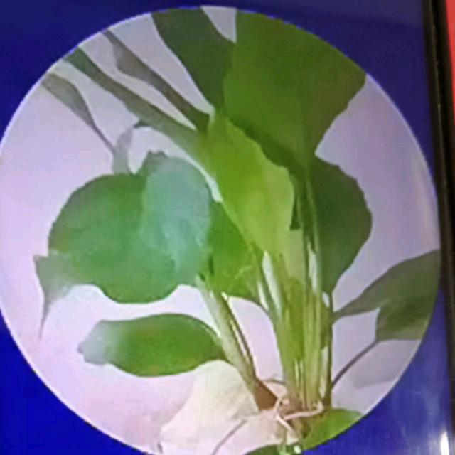 一生真爱