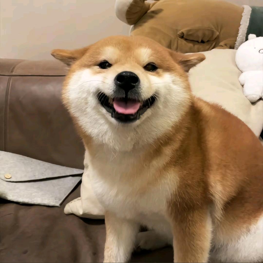 睡不醒的狗子