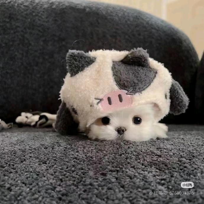 好烦仁.