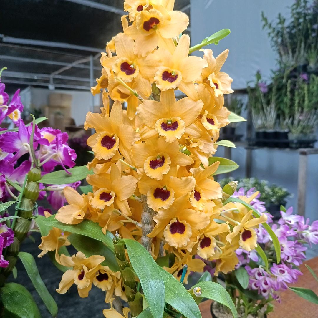 益欣禾花卉