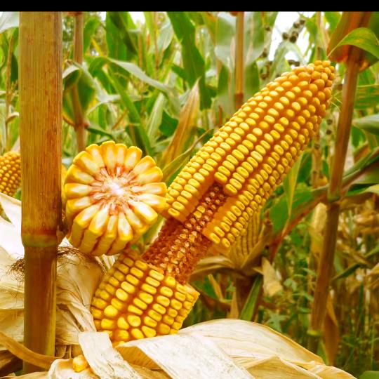 国农种业(丰华）