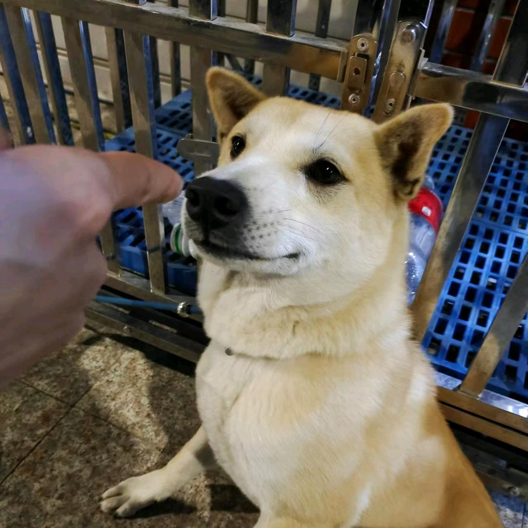 董哈哈😄、
