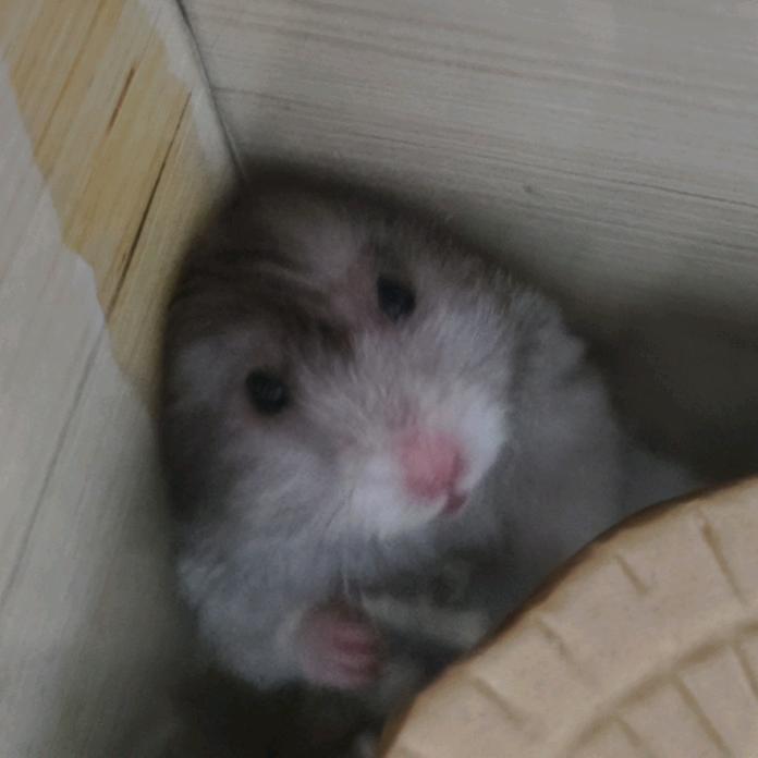 jiajing头像