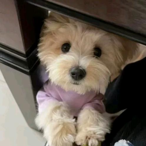 我是火腿肠名叫王中王