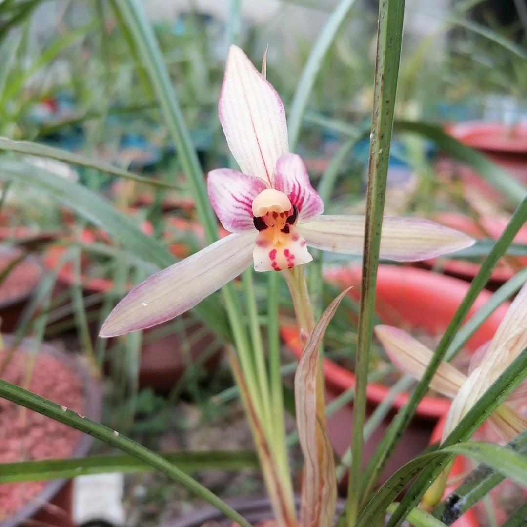 兰遇情园（明哥）