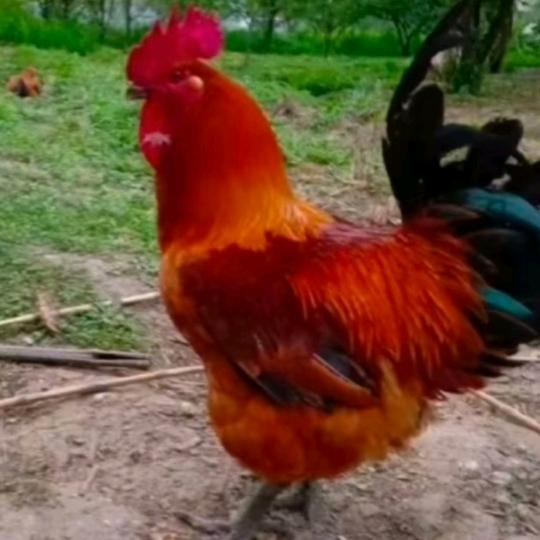 遵义地区鸡苗批发零售