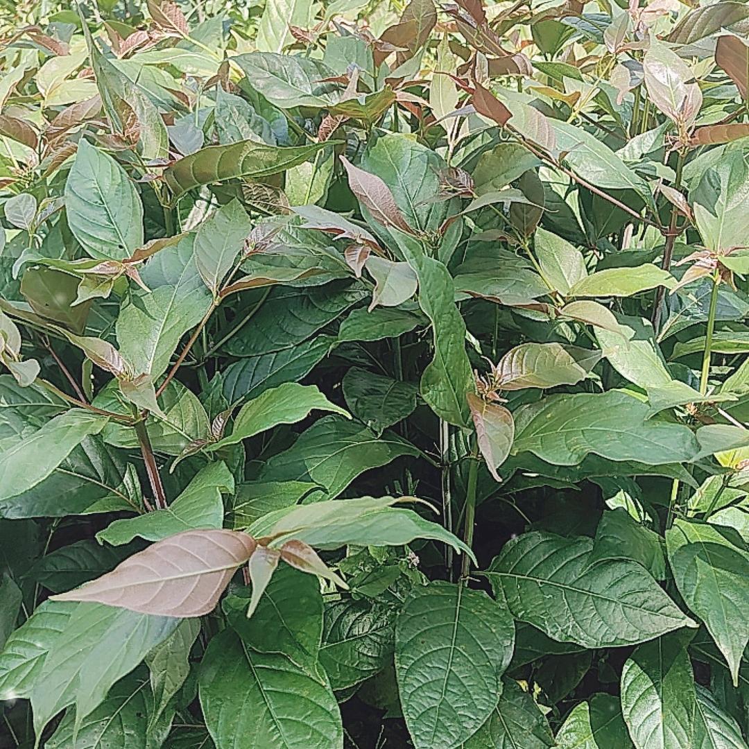 七星关钩藤黄柏种植