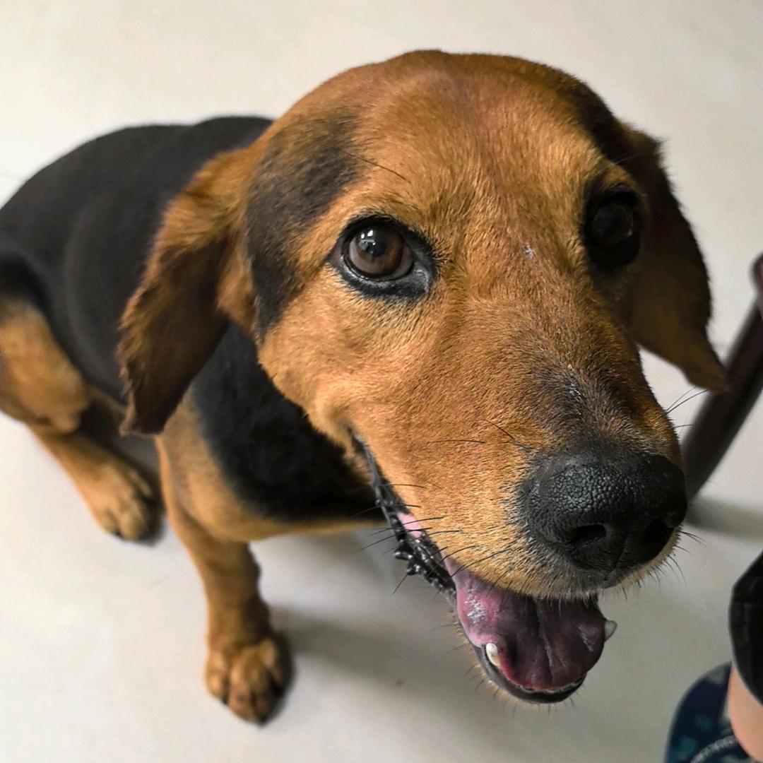 头甲枪胸挂背包花来