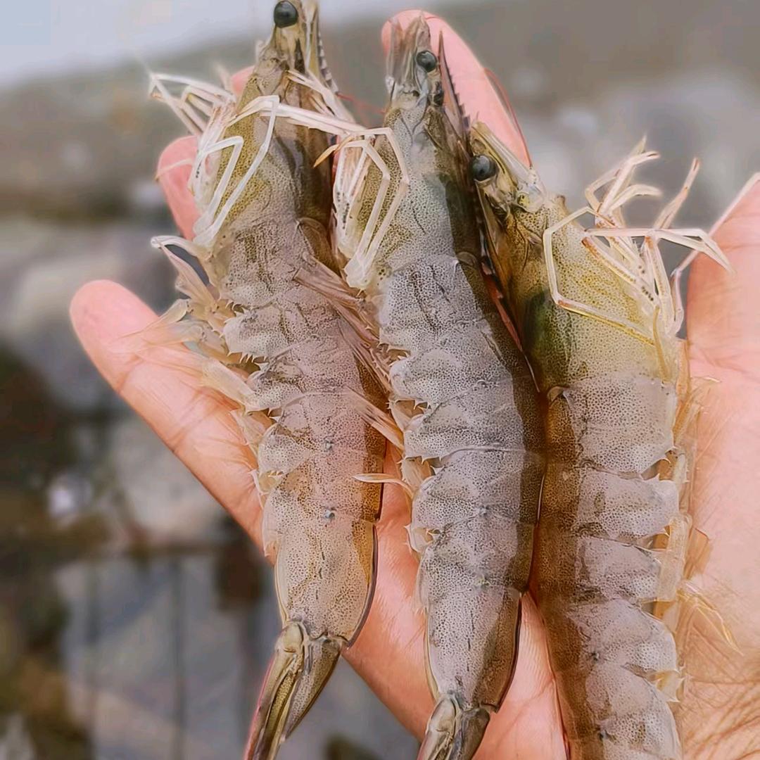 湛扬海鲜批发零售