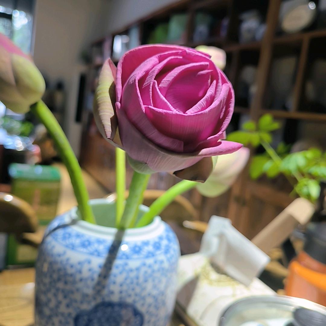 冀州区逸香茶行