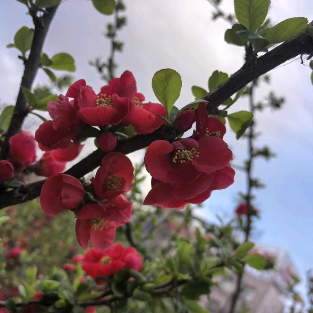 沙漠骆驼1