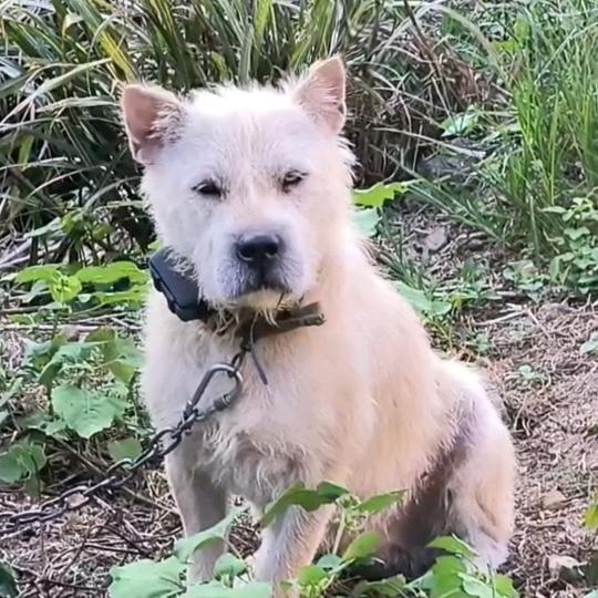 風行犬业