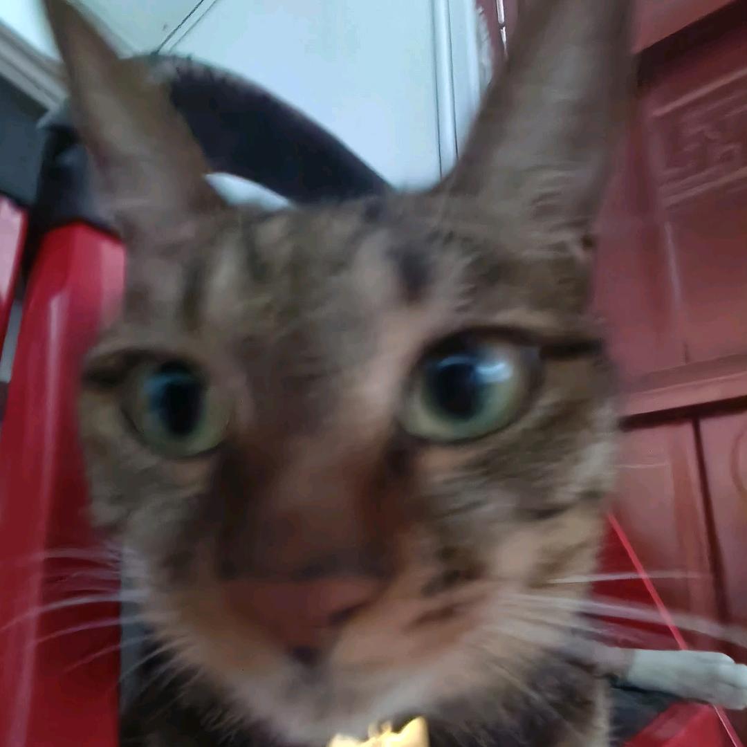 肥狗