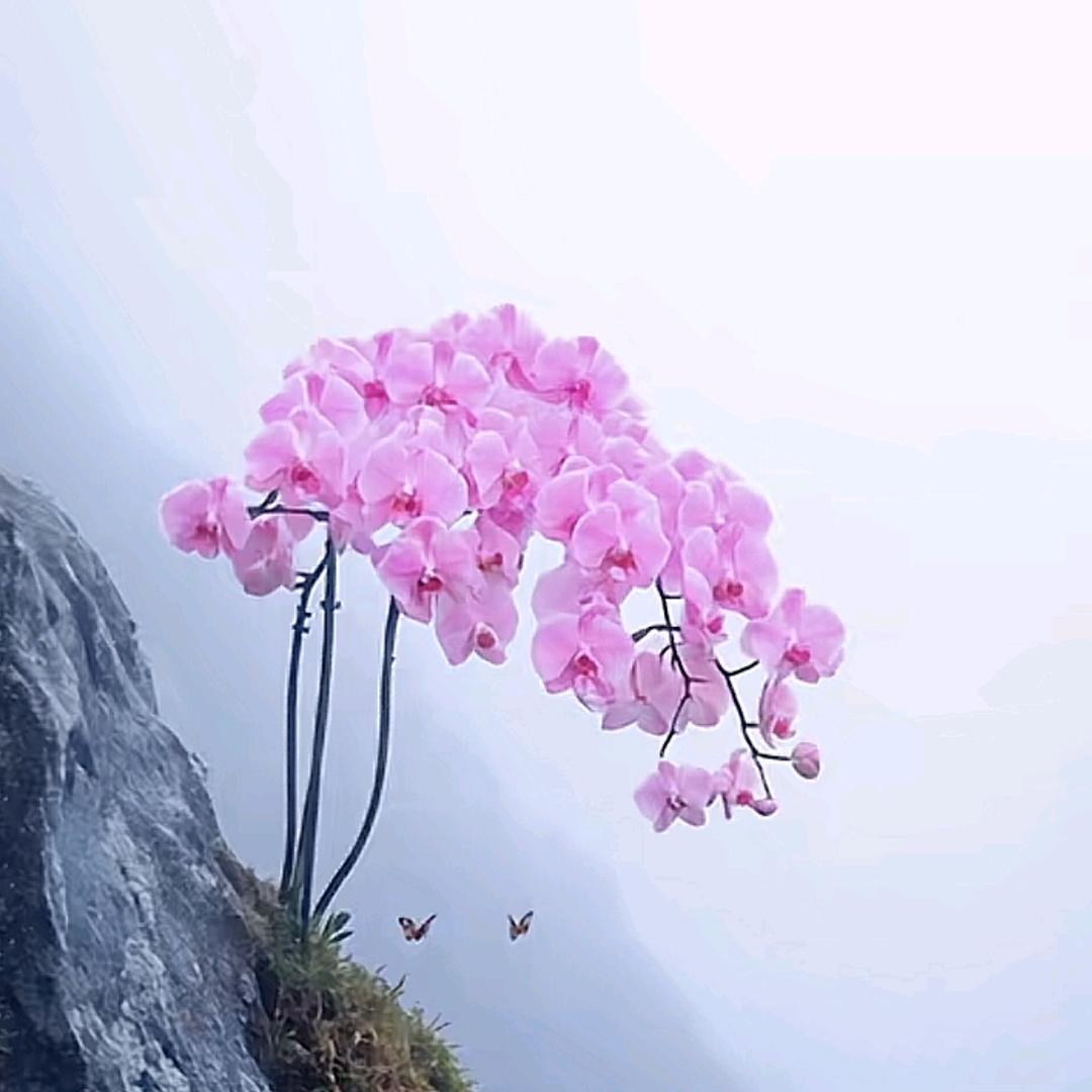 萝卜白菜