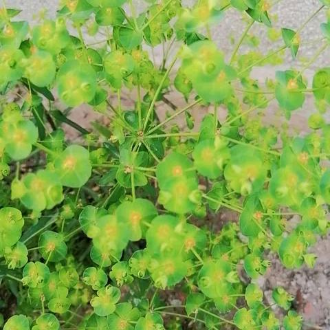 曾经是个基本盘