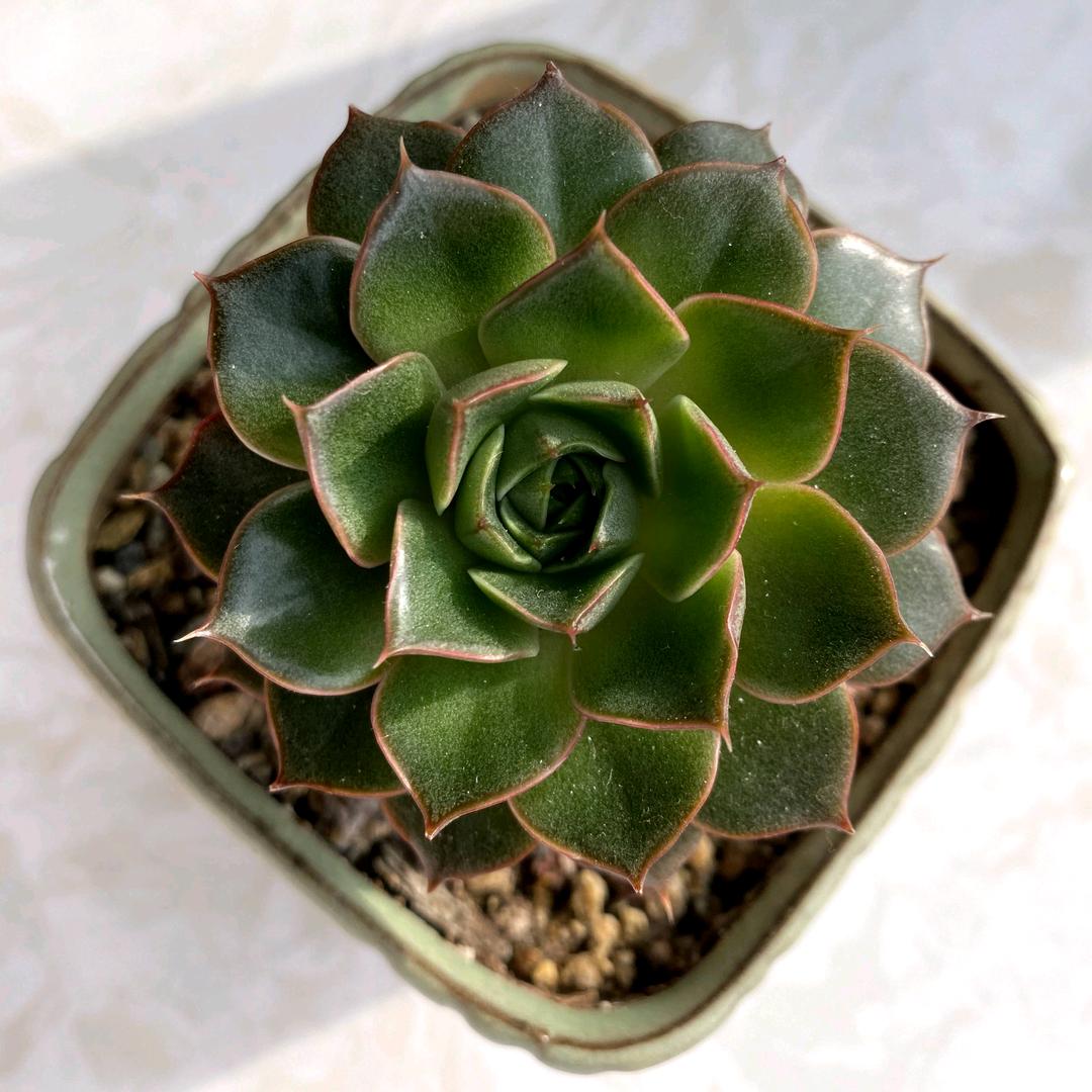 别吹~~都是灰！