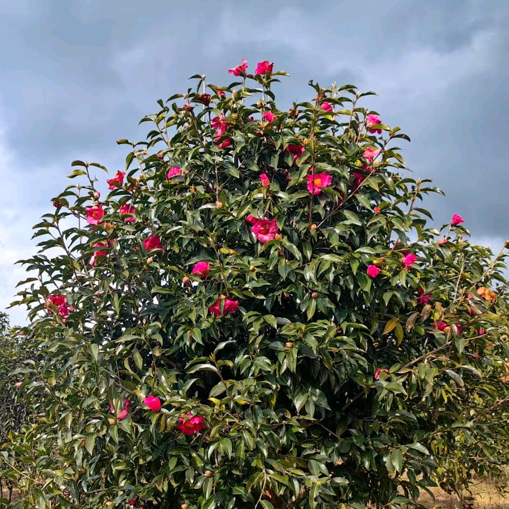 云南腾冲红花油茶