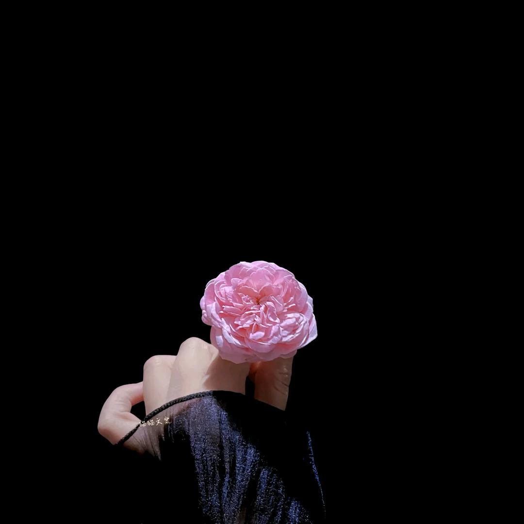 🌺🌸🍀🏵️🌱🌿