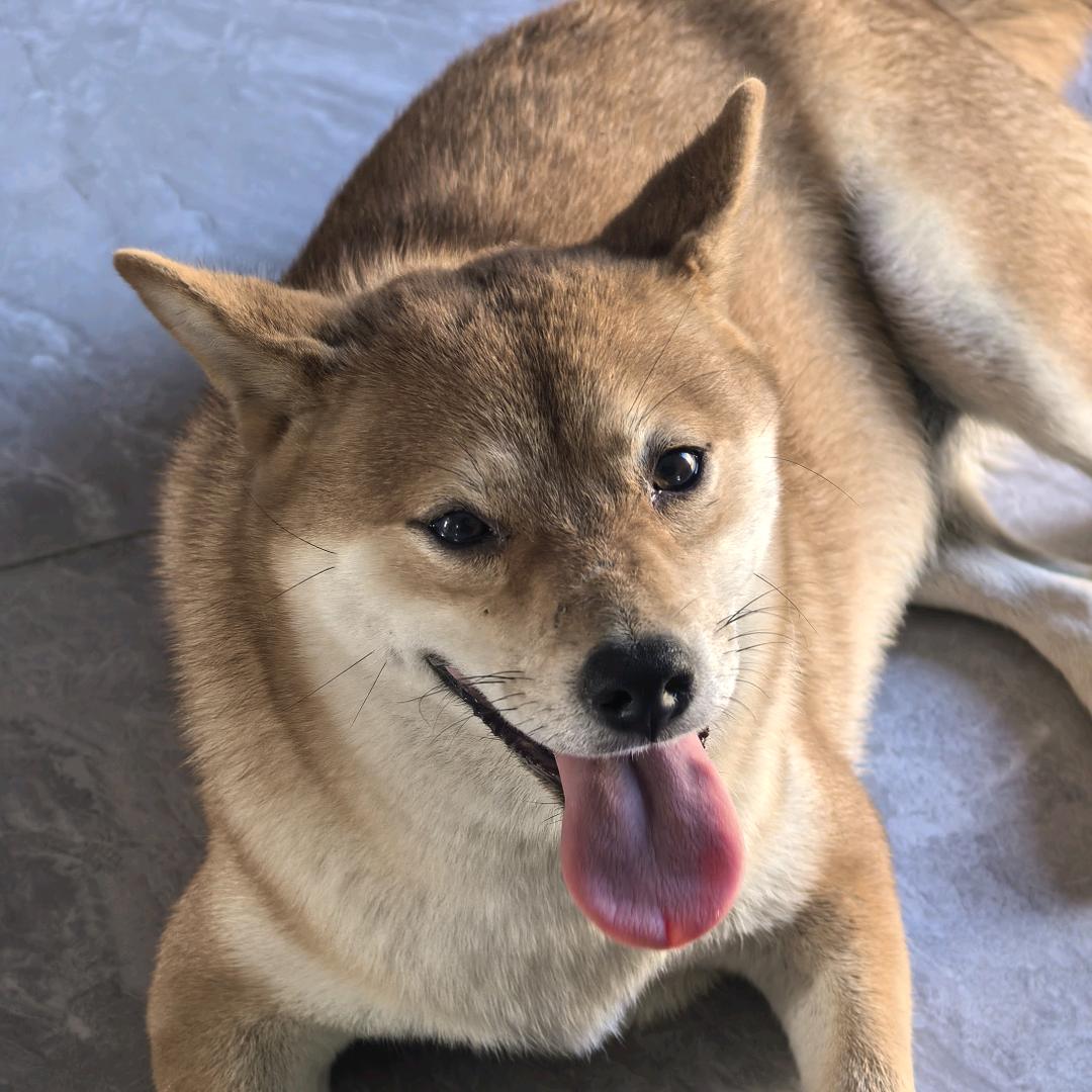 江舸腾