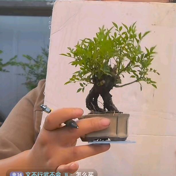 小土豆