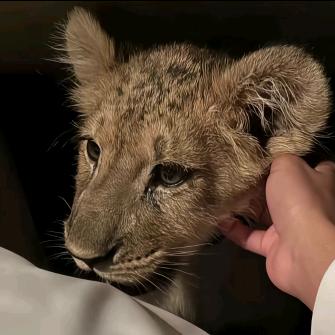 小狗也要骑风筝