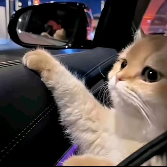 不爱吃鱼的猫