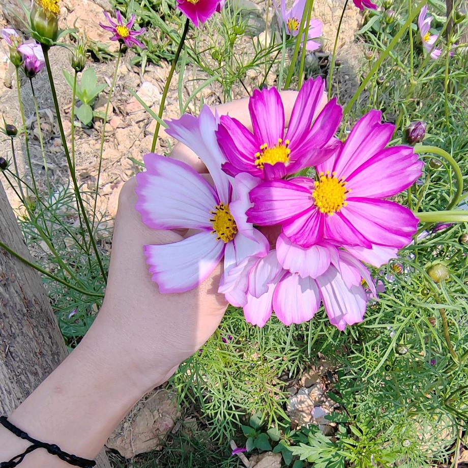 野蜂飞舞