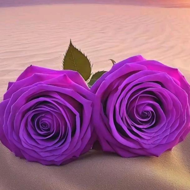 🌶🍒玫瑰🍒🌶