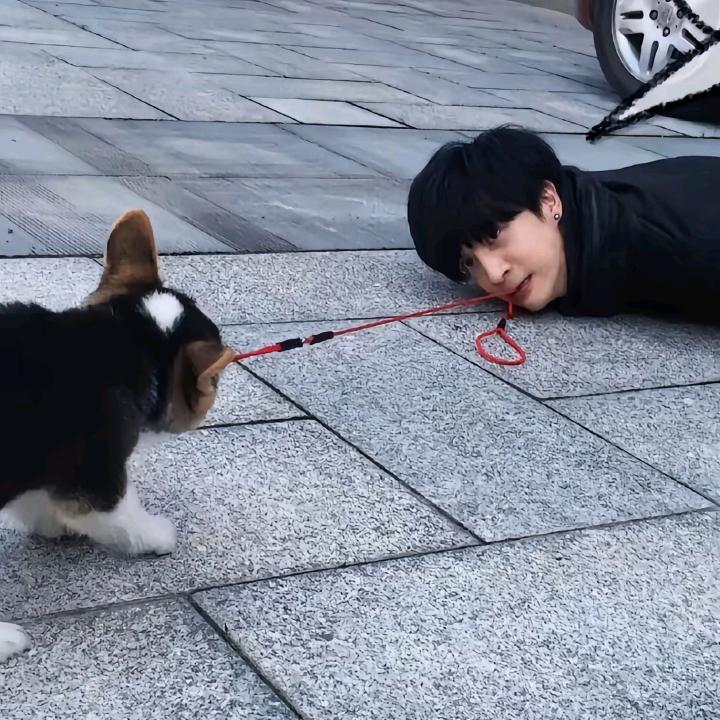 河狸
