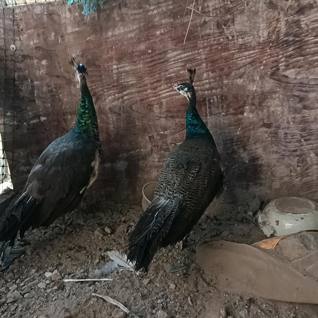 铁公鸡一毛不拔