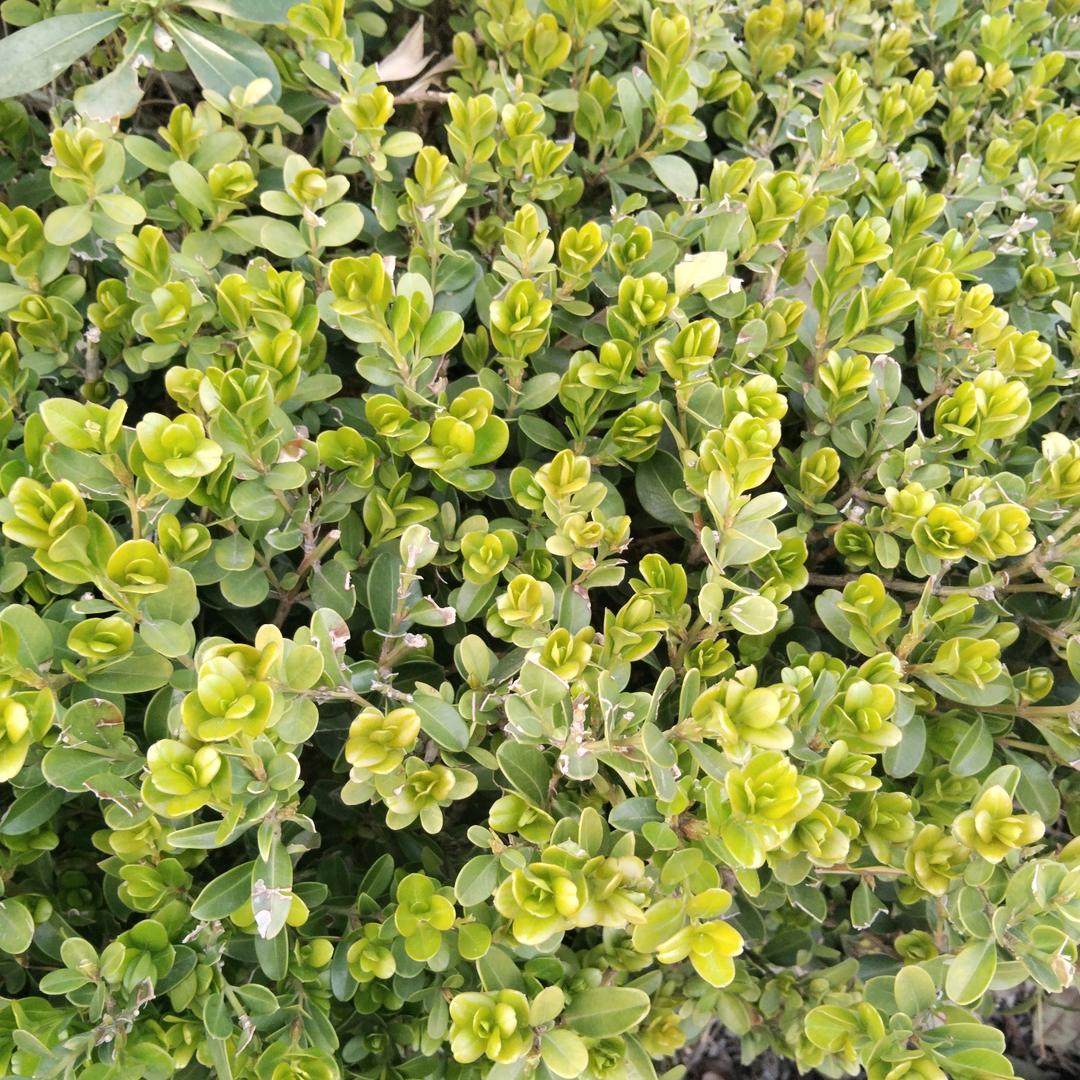 娜娜姐（首播）