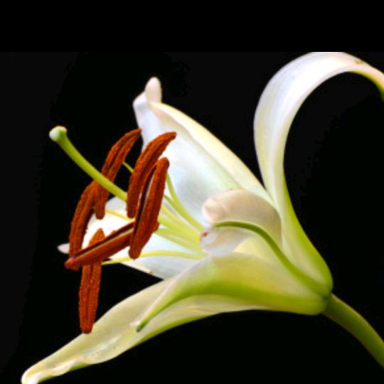 冬去春来燕归巢