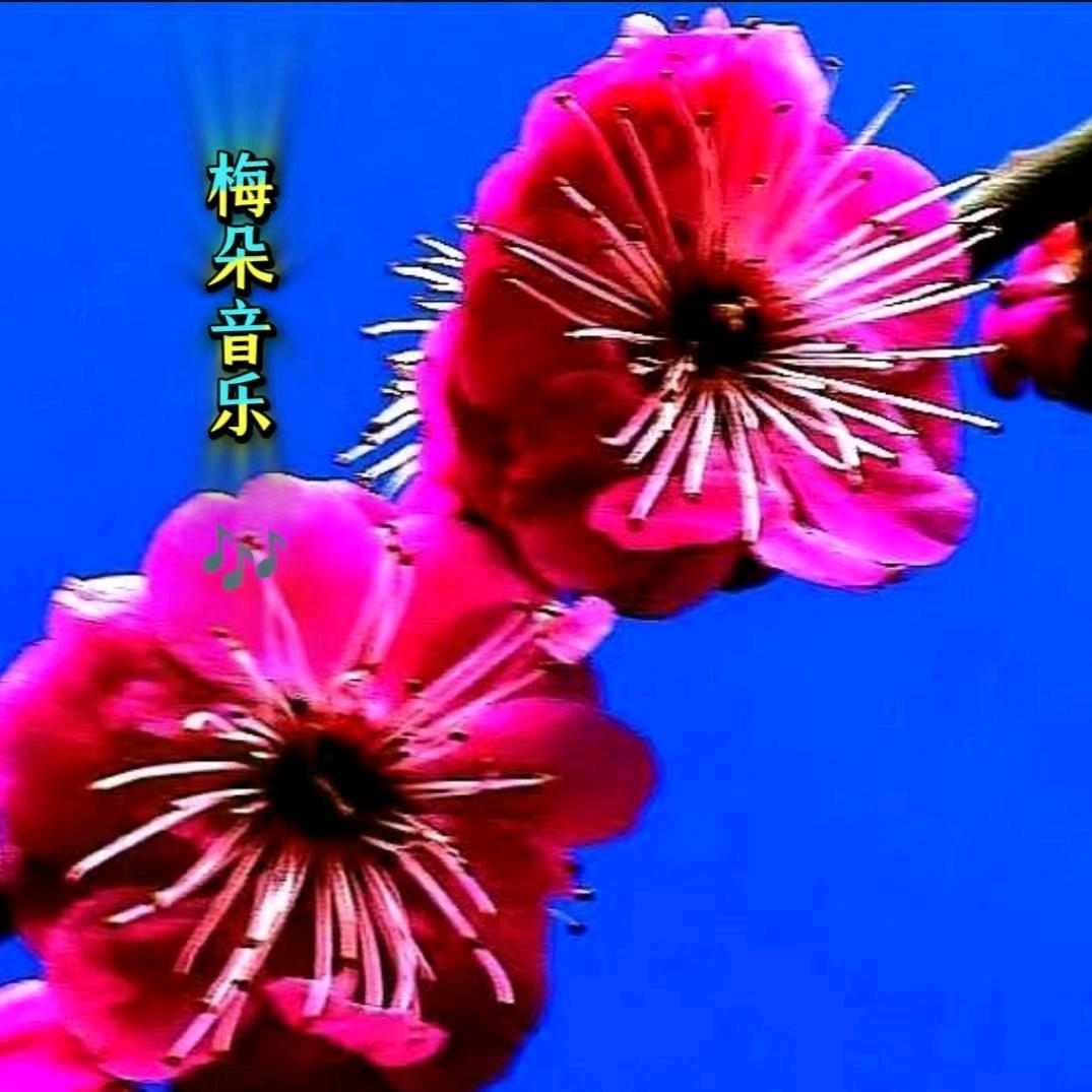 梅朵&音乐
