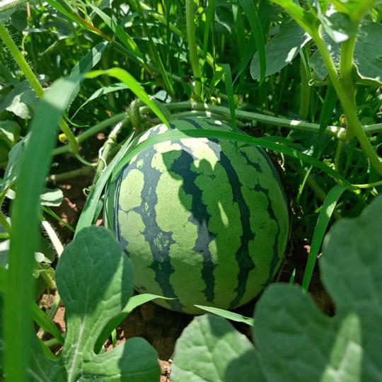 受伤的人谁能体会