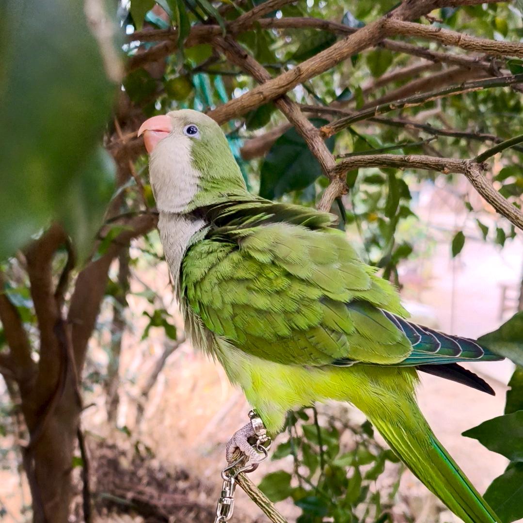 湖南蓝天鹦鹉养殖