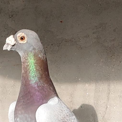 银河鸽舍