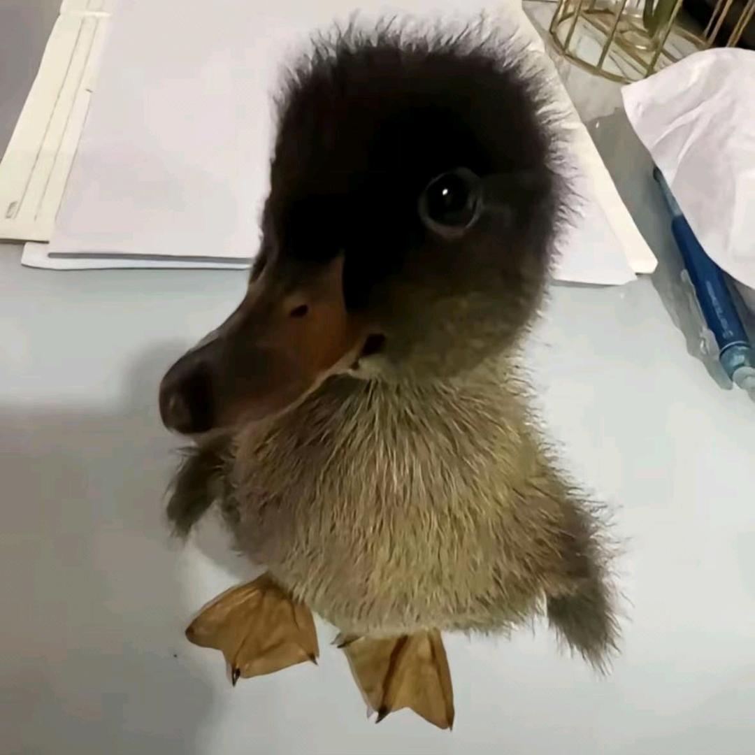 撒旦