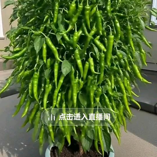 苦命人