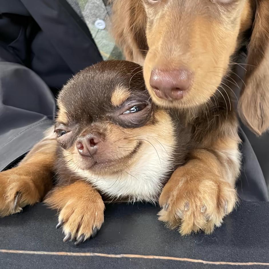 𝚂𝙽𝙰𝙺𝙸𝙴。