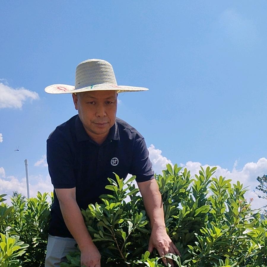 托口东魁杨梅