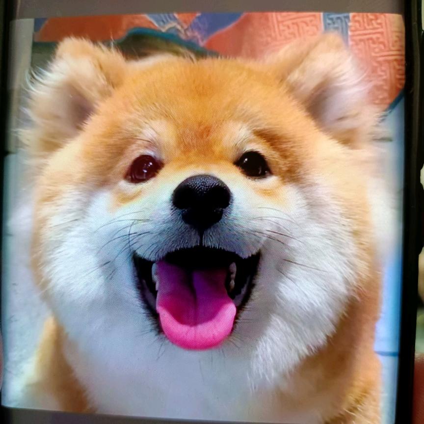 大可萌宠犬舍