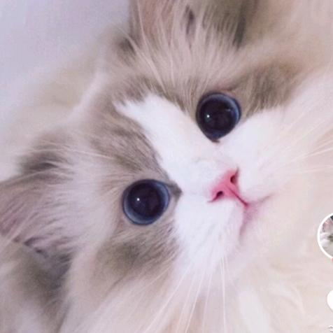 猫与你 猫咖