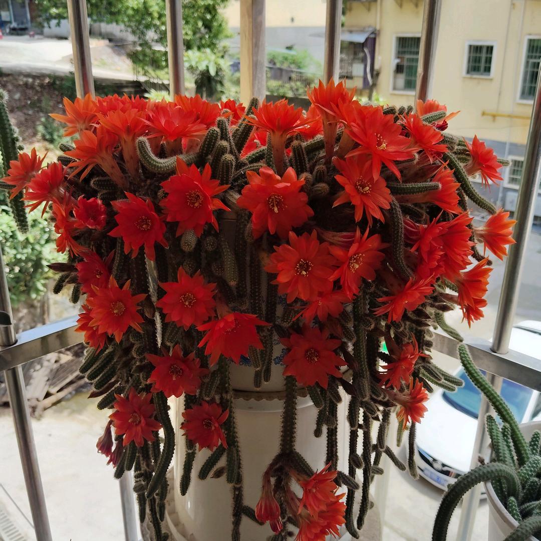落花有意