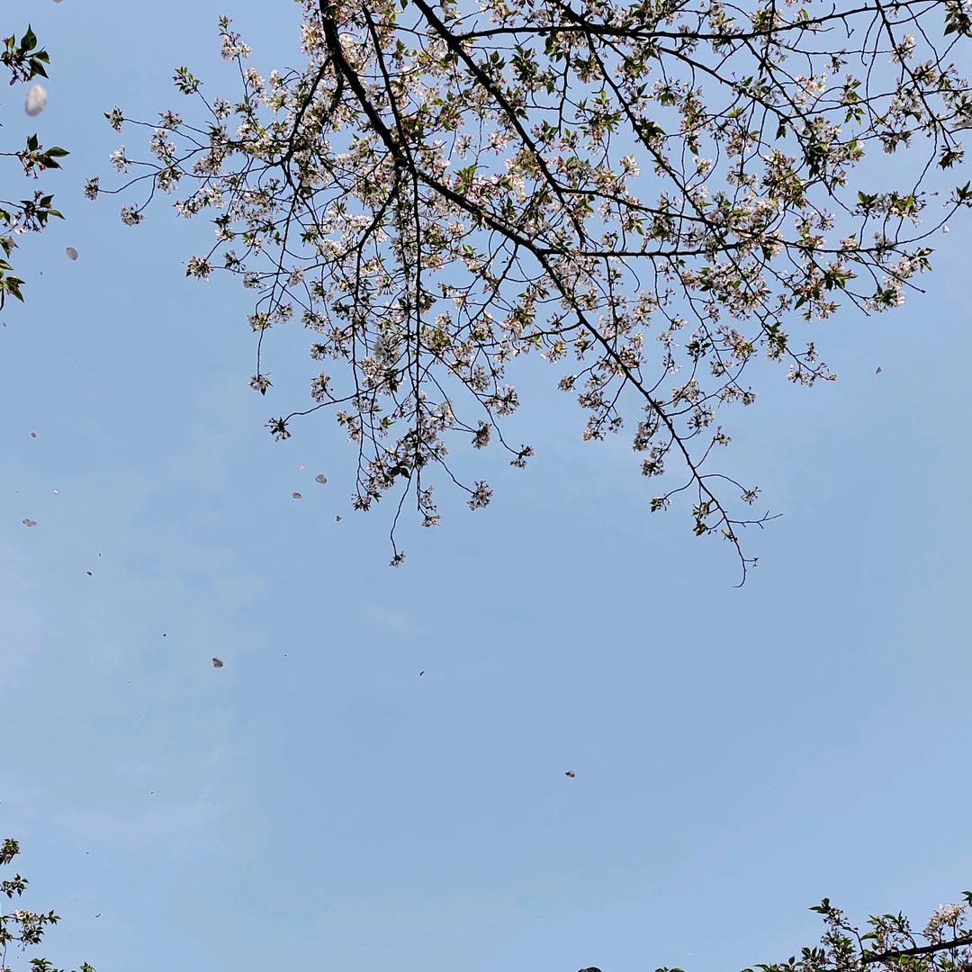 小刺猬