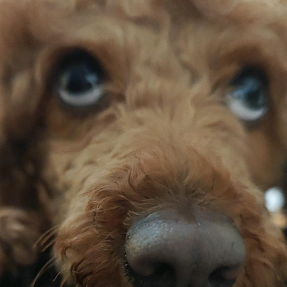 🐮太想进步了🐮