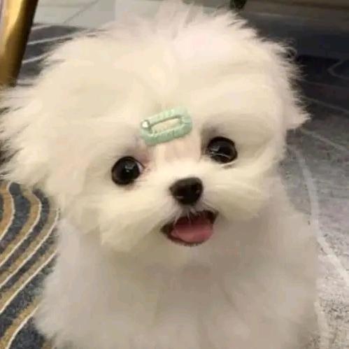 红姐姐