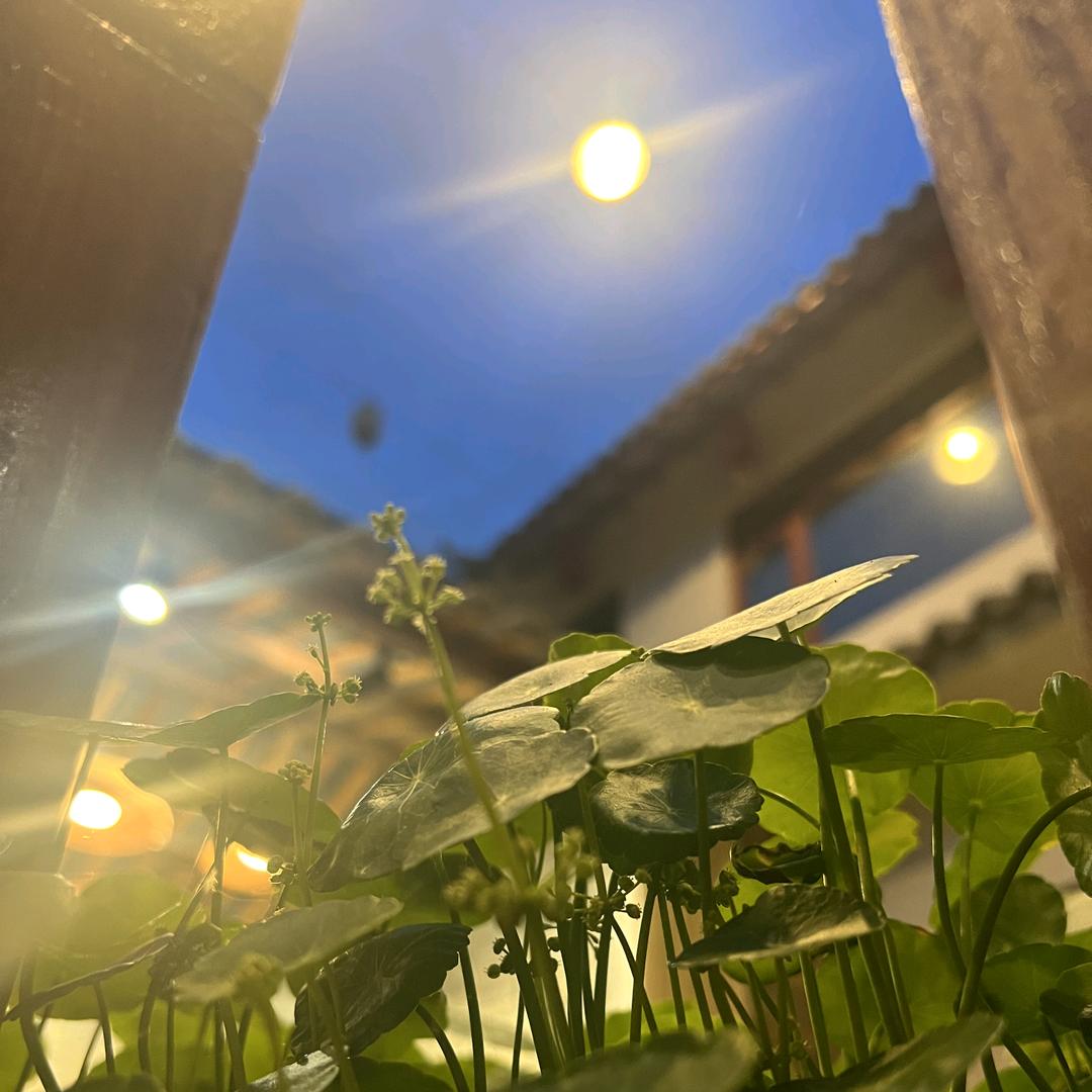 幸运的人儿🍃