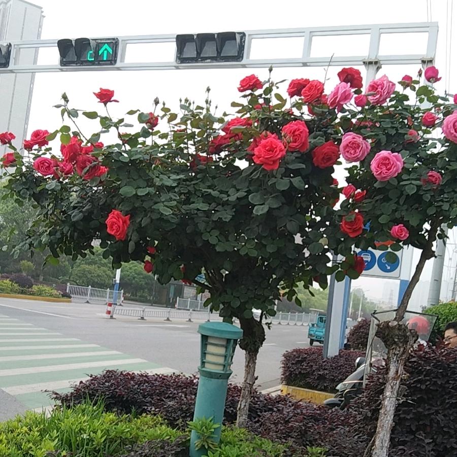 要想稳❤️要狠