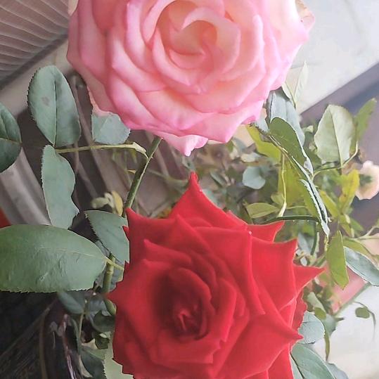 玉簪花